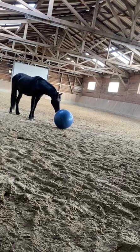Saphir in Aktion mit Spieltonne