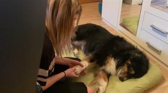 Hund wird gerade in der Physiotherapie behandelt