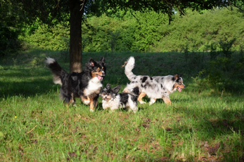 3_hunde.PNG